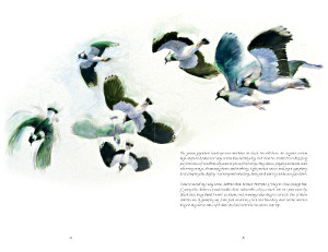 Lapwings