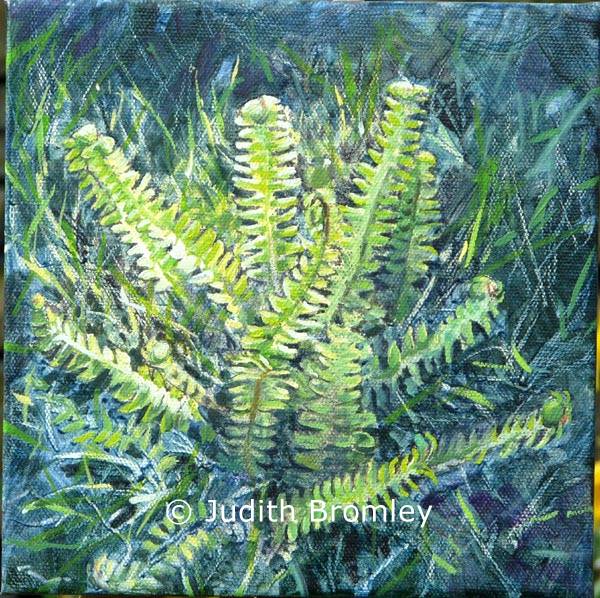 Fern by Judith Bromley