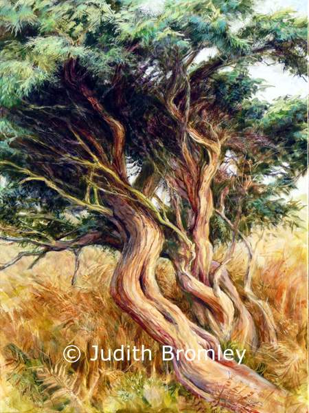 Juniper: painting by Judith Bromley