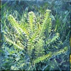 Fern by Judith Bromley