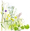 Flush Flora by Judith Bromley