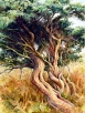 Juniper by Judith Bromley