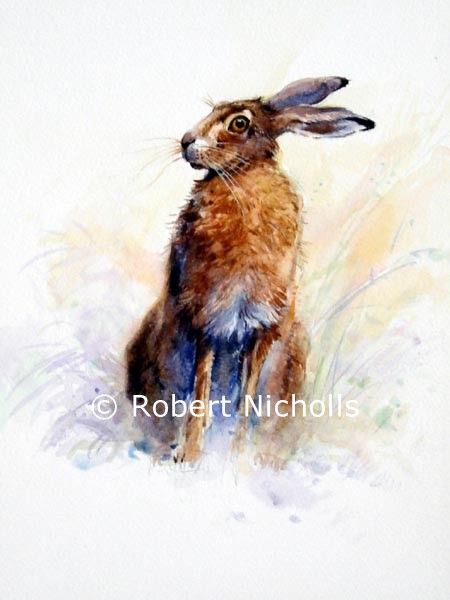 Brown Hare: original watercolour painting by Robert Nicholls