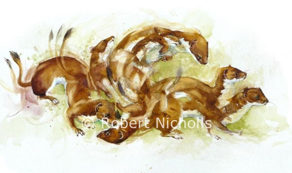 Stoat Dance: original pastel and framed signed print by Robert Nicholls