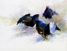 Blackcock by Robert Nicholls
