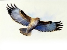 Buzzard by Robert Nicholls