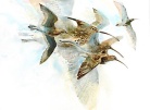 Curlew by Robert Nicholls