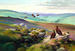 Grouse in Heather by Robert Nicholls