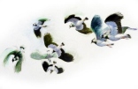 Lapwings by Robert Nicholls