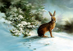Hare in Snow by Robert Nicholls